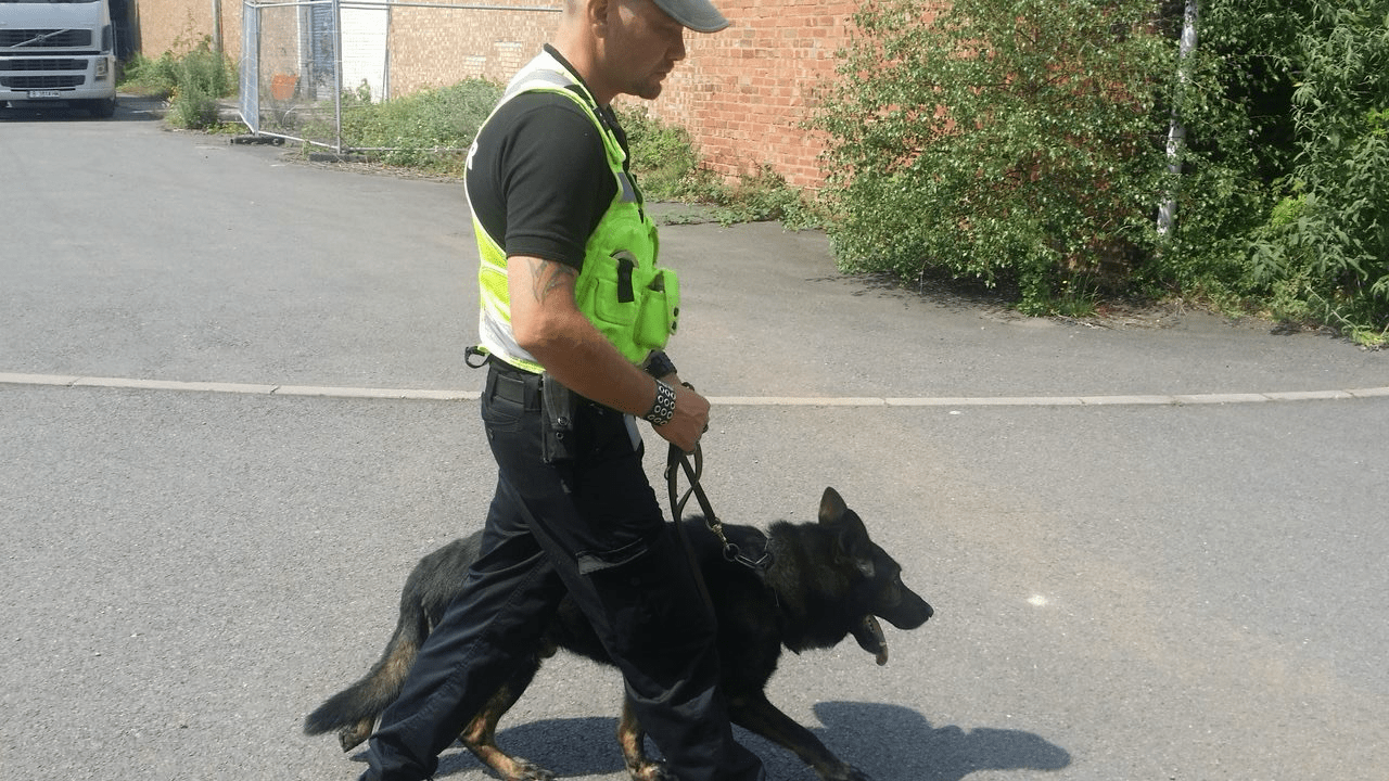 Security officer walking a German Shepherd through a parking area