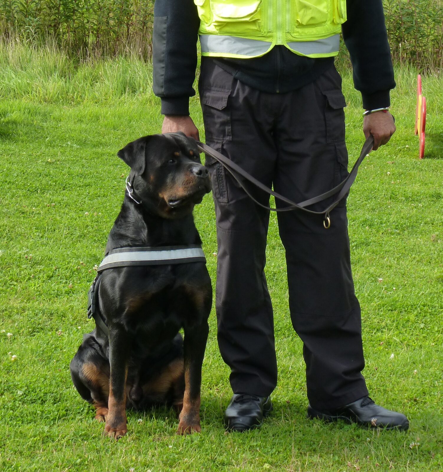 Security officer with a Rottweiler on a lead on a grass field